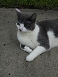 Found/Stray Unknown Cat last seen Stoneridge Drive (end of street), Columbus, GA 31909