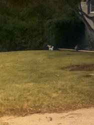 Found/Stray Unknown Cat last seen Roams on roywood dr ive seen her roam my yard at 222 roywood, Toronto, ON M3A 2E5