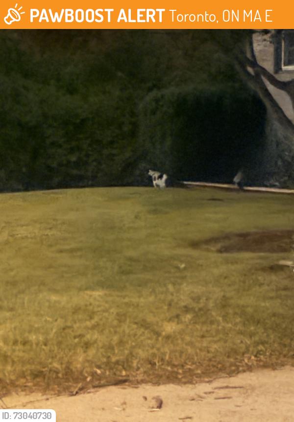 Found/Stray Unknown Cat last seen Roams on roywood dr ive seen her roam my yard at 222 roywood, Toronto, ON M3A 2E5