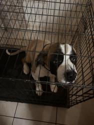 Lost Female Dog last seen Cigarroa middle school south, Laredo, TX 78046
