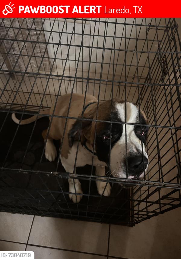 Lost Female Dog last seen Cigarroa middle school south, Laredo, TX 78046