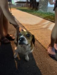 Found/Stray Female Dog last seen Lebanon bowling alley, Lebanon, TN 37087
