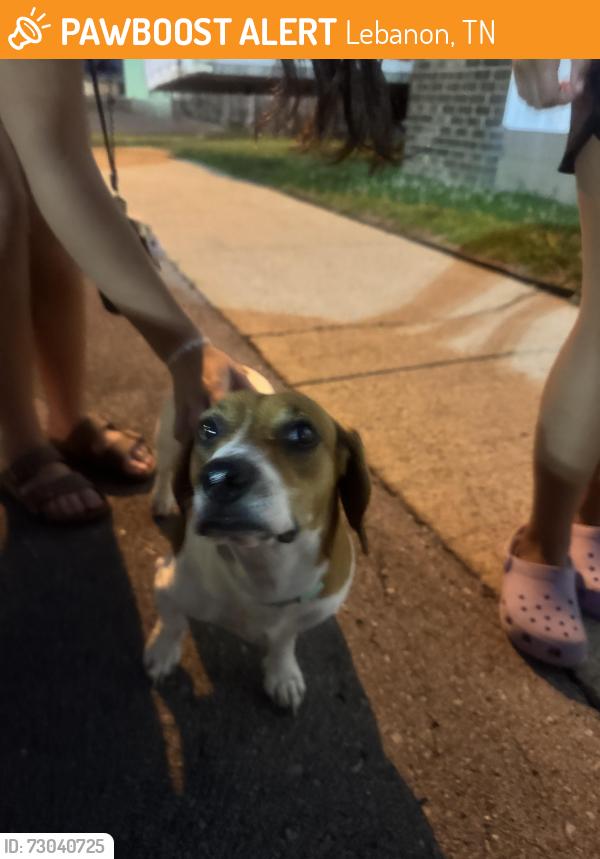 Found/Stray Female Dog last seen Lebanon bowling alley, Lebanon, TN 37087