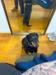 Reunited Male Dog last seen Grant mill dr and coker rd, Alto, GA 30510