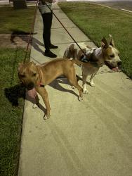 Reunited Male Dog last seen Randal Park Blvd- near Sunblaze Elementary, Orlando, FL 32832