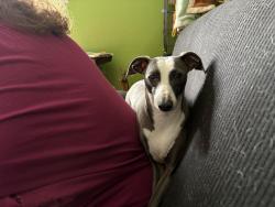 Lost Male Dog last seen Dairy Queen, Union Cross Rd, Kernersville, NC 27284