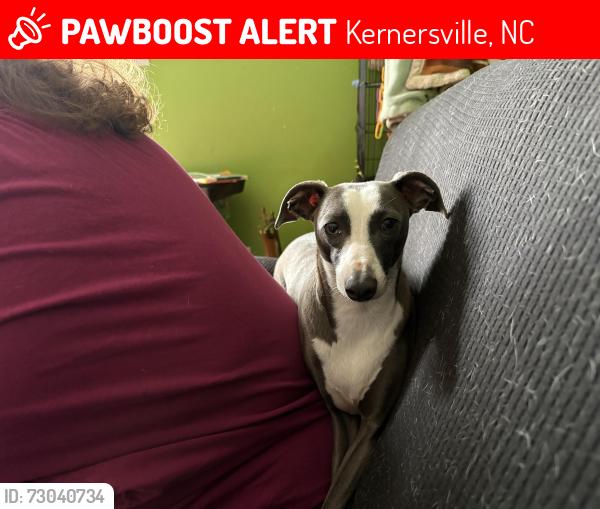 Lost Male Dog last seen Dairy Queen, Union Cross Rd, Kernersville, NC 27284