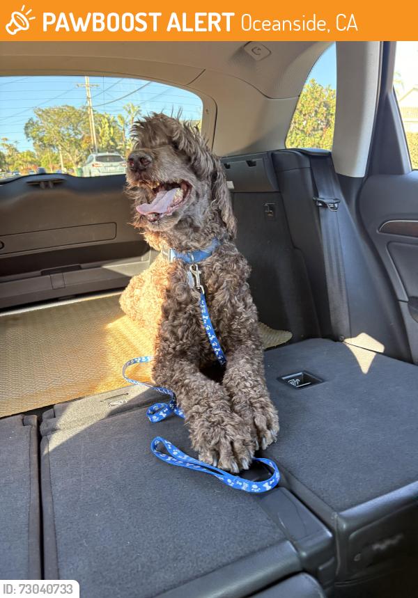 Found/Stray Male Dog last seen Avocado / Zabyn, Oceanside, CA 92054