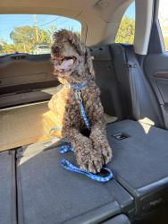 Found/Stray Male Dog last seen Avocado / Zabyn, Oceanside, CA 92054