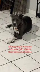 Reunited Female Dog last seen Terrabella St, San Fernando, CA 91341