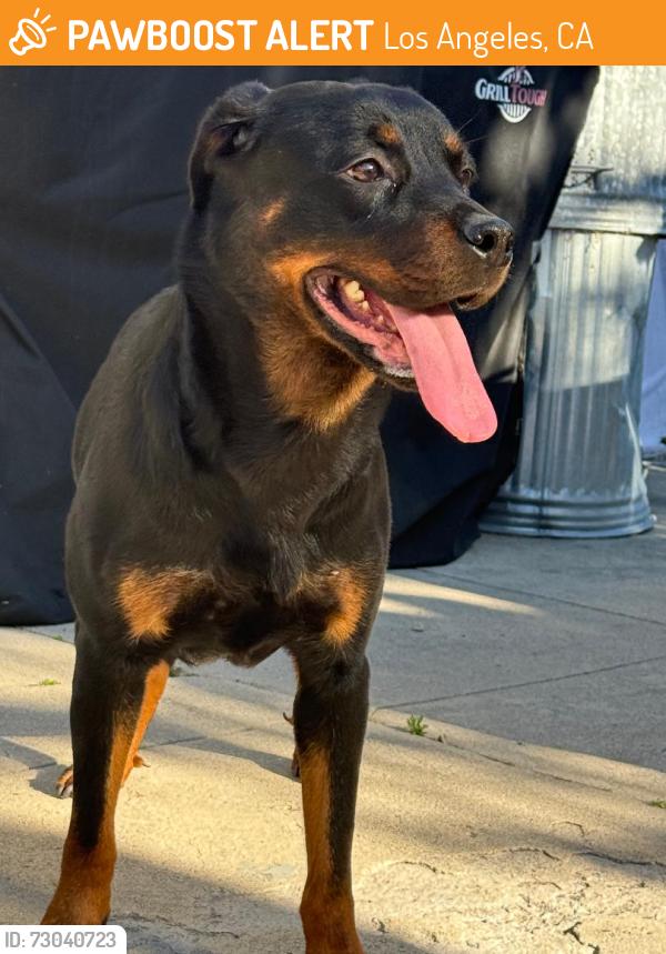 Found/Stray Female Dog last seen Boden, Los Angeles, CA 90016