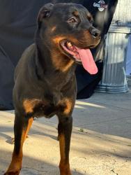 Found/Stray Female Dog last seen Boden, Los Angeles, CA 90016