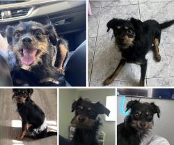 Reunited Male Dog last seen gage and miles , Huntington Park, CA 90255