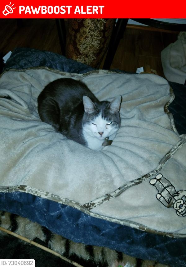 Lost Female Cat last seen I'm off of Hwy 72 W Abbeville,was last seen on New Rd Abbeville, Abbeville County, SC 29620