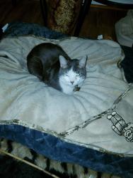 Lost Female Cat last seen I'm off of Hwy 72 W Abbeville,was last seen on New Rd Abbeville, Abbeville County, SC 29620