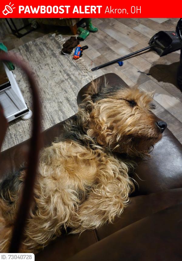 Lost Female Dog last seen Brittain I'd akron ohio, Akron, OH 44305