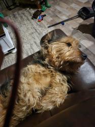 Lost Female Dog last seen Brittain I'd akron ohio, Akron, OH 44305