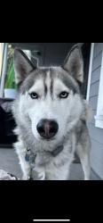 Lost Male Dog last seen Plymouth/International Blvd, Oakland, CA 94621