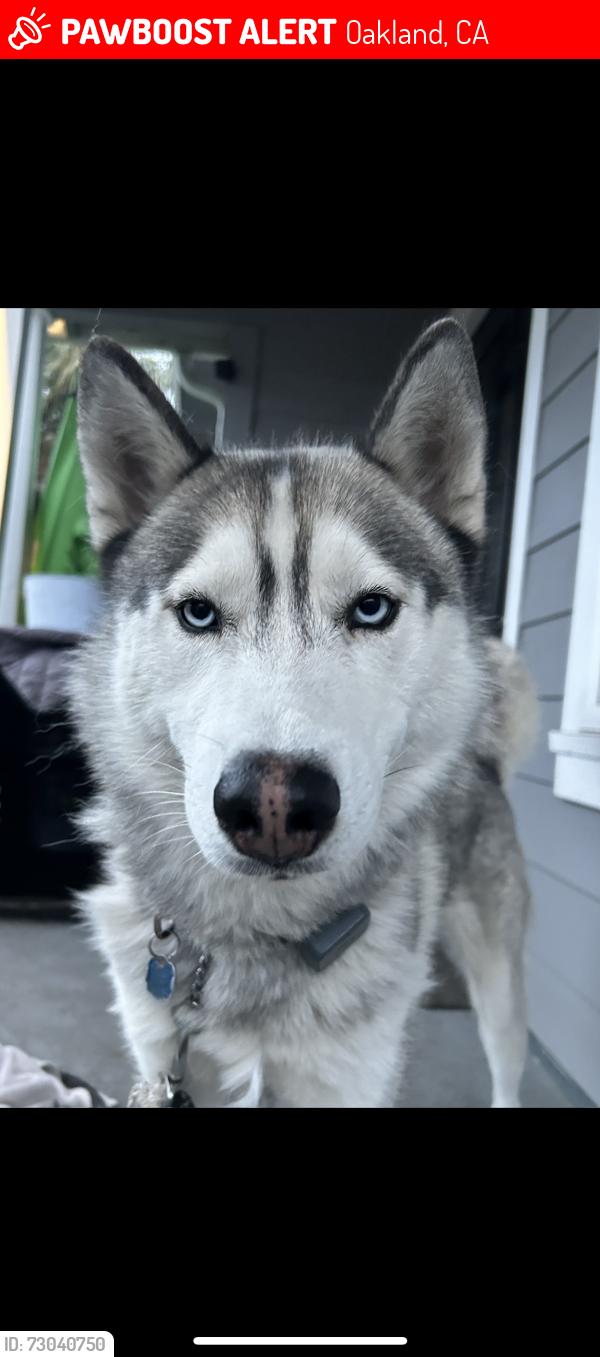Lost Male Dog last seen Plymouth/International Blvd, Oakland, CA 94621