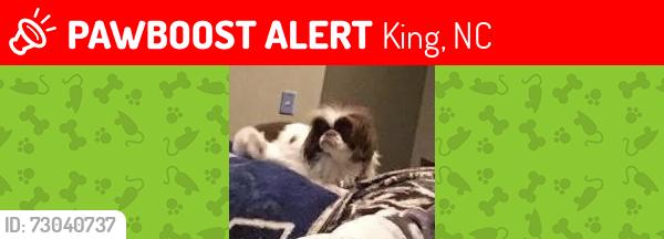 Lost Male Dog last seen NC-66, King, NC 27021