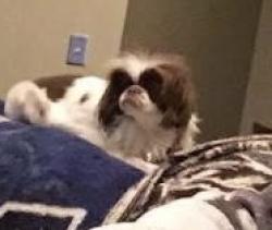 Lost Male Dog last seen NC-66, King, NC 27021