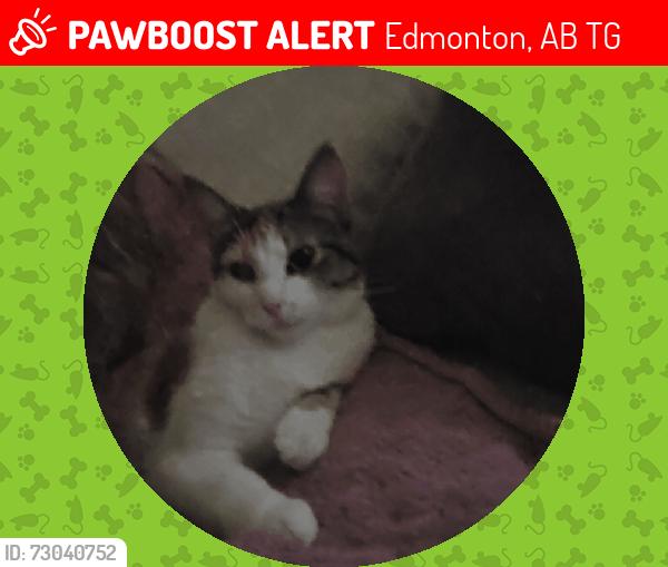 Lost Female Cat last seen Mckernan , Edmonton, AB T6G
