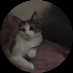 Lost Female Cat last seen Mckernan , Edmonton, AB T6G