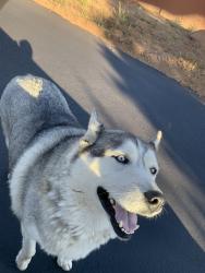 Found/Stray Unknown Dog last seen Lilac Rd., Valley Center, CA 92082