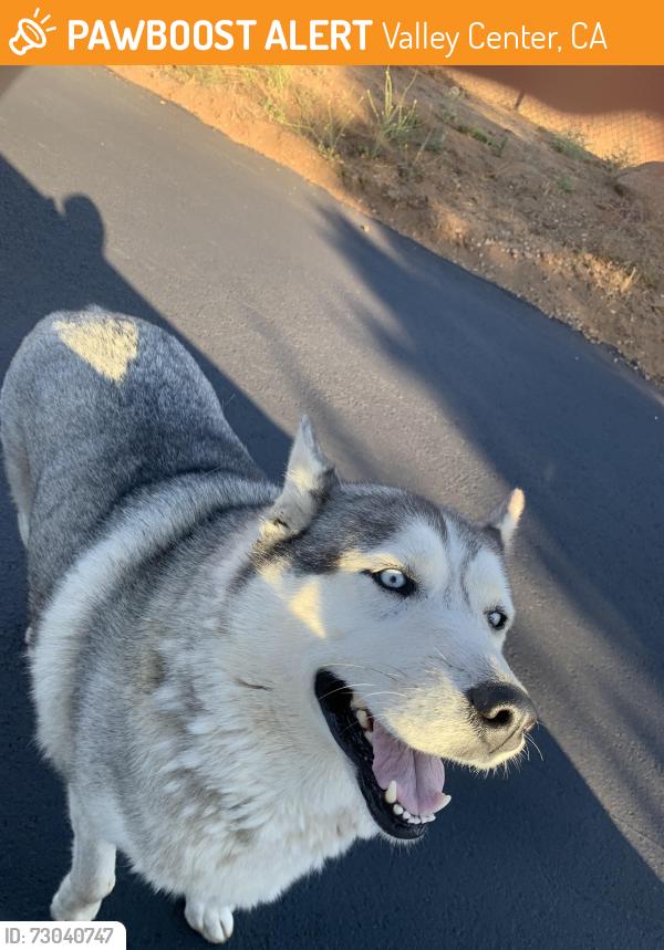 Found/Stray Unknown Dog last seen Lilac Rd., Valley Center, CA 92082