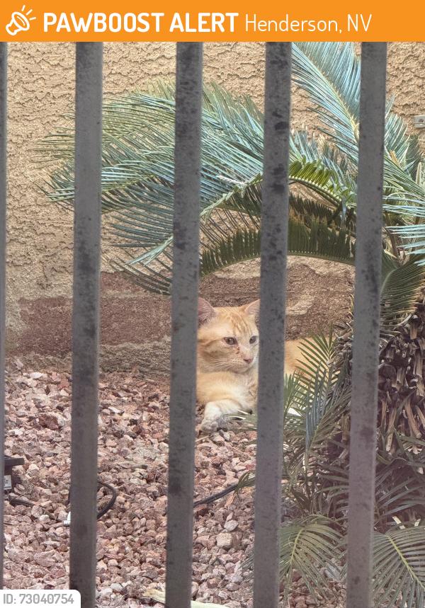 Found/Stray Unknown Cat last seen Stephanie and horizon, Henderson, NV 89012