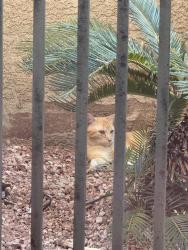 Found/Stray Unknown Cat last seen Stephanie and horizon, Henderson, NV 89012