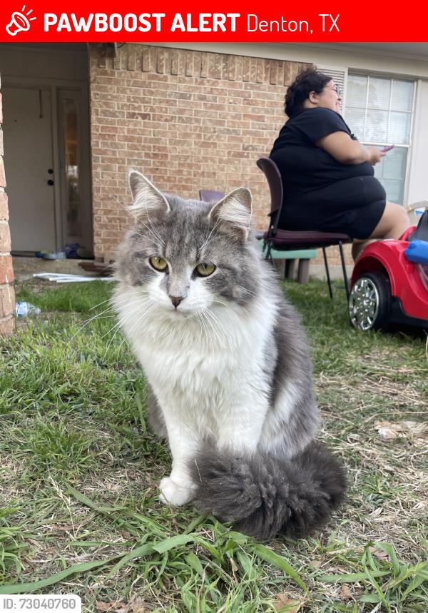 Lost Male Cat last seen Mckinney st, Denton, TX 76209