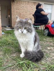Lost Male Cat last seen Mckinney st, Denton, TX 76209