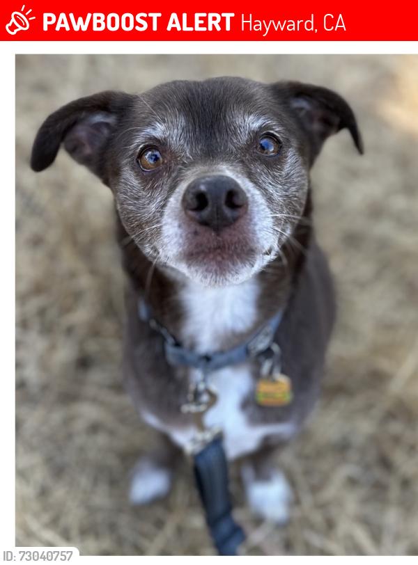 Lost Male Dog last seen Mona Marie Ct & Shawn Way, Hayward, CA 94541