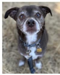 Lost Male Dog last seen Mona Marie Ct & Shawn Way, Hayward, CA 94541