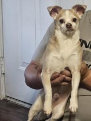 Found/Stray Male Dog last seen Stuart Road , Denton, TX 76207