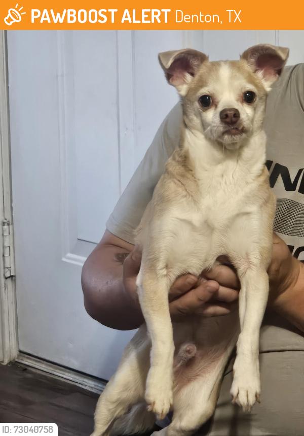 Found/Stray Male Dog last seen Stuart Road , Denton, TX 76207