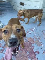 Found/Stray Male Dog last seen Potrero Ave, Richmond, CA 94804