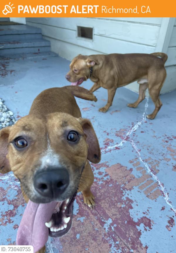 Found/Stray Male Dog last seen Potrero Ave, Richmond, CA 94804