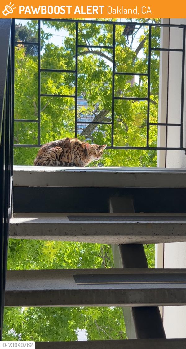 Found/Stray Unknown Cat last seen Montecito and Lee, Oakland, CA 94610