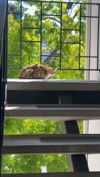 Found/Stray Unknown Cat last seen Montecito and Lee, Oakland, CA 94610
