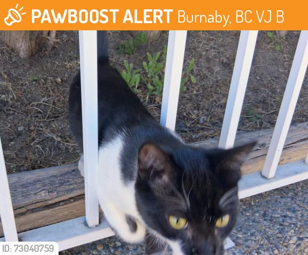 Found/Stray Unknown Cat last seen Rumble and Nelson, Burnaby, BC V5J 2B3