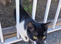 Found/Stray Unknown Cat last seen Rumble and Nelson, Burnaby, BC V5J 2B3