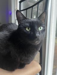 Reunited Male Cat last seen N 130th St and 1st Ave NE, Seattle, WA 98133