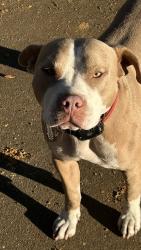 Lost Male Dog last seen Hwy 21, Munford, AL 36268
