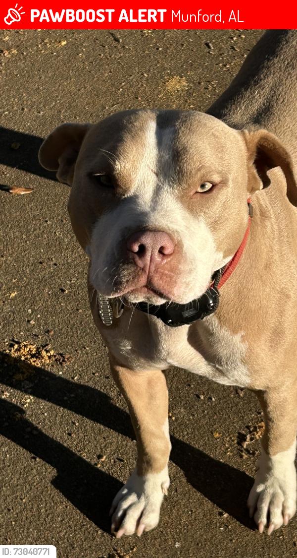 Lost Male Dog last seen Hwy 21, Munford, AL 36268