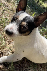 Lost Male Dog last seen Miller ave. Garrison, Pate and Eastover ave , Fort Worth, TX 76119