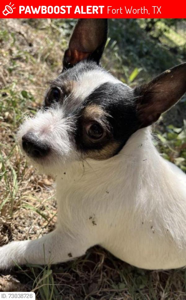 Lost Male Dog last seen Miller ave. Garrison, Pate and Eastover ave , Fort Worth, TX 76119