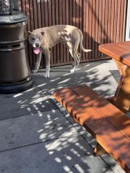 Found/Stray Male Dog last seen Crypto arena, Los Angeles, CA 90015