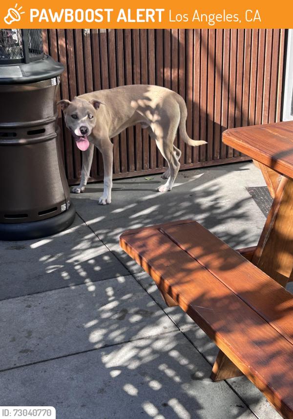 Found/Stray Male Dog last seen Crypto arena, Los Angeles, CA 90015
